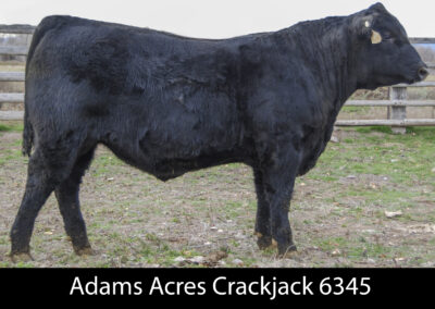 AdamsAcres Crackerjack 6345